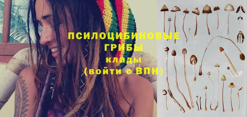 Галлюциногенные грибы Psilocybine cubensis Звенигород